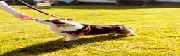 Welsh Corgi Pembroke dogs for sale: Stunning pedigree puppies, health tested parents in Manchester - Advert 6