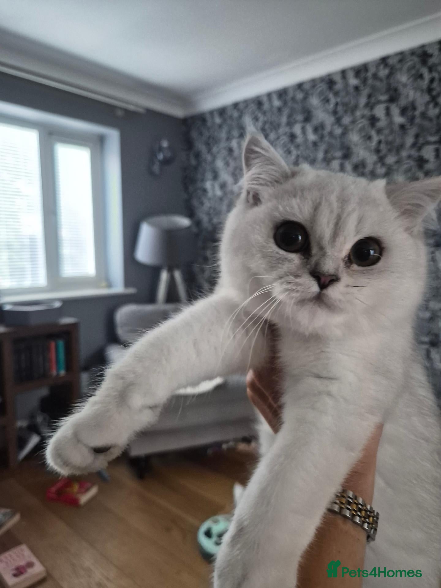 British Shorthair cats  Registered and ready now ( reduced) - Advert 16