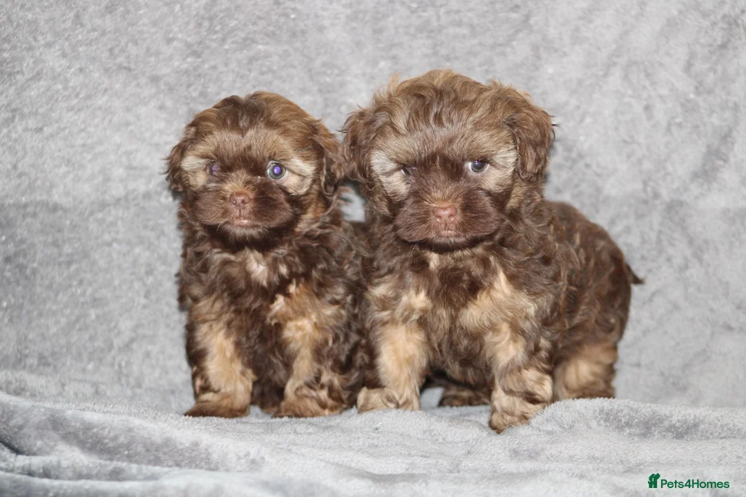 Shihpoo dogs for sale: Shih poo puppy’s  - Advert 37