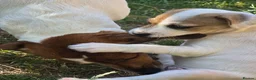 Jack Russell dogs for sale: One beautiful Jack Russel puppy - Advert 8