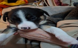 Border Collie dogs for sale: Border collies for sale - Image 1