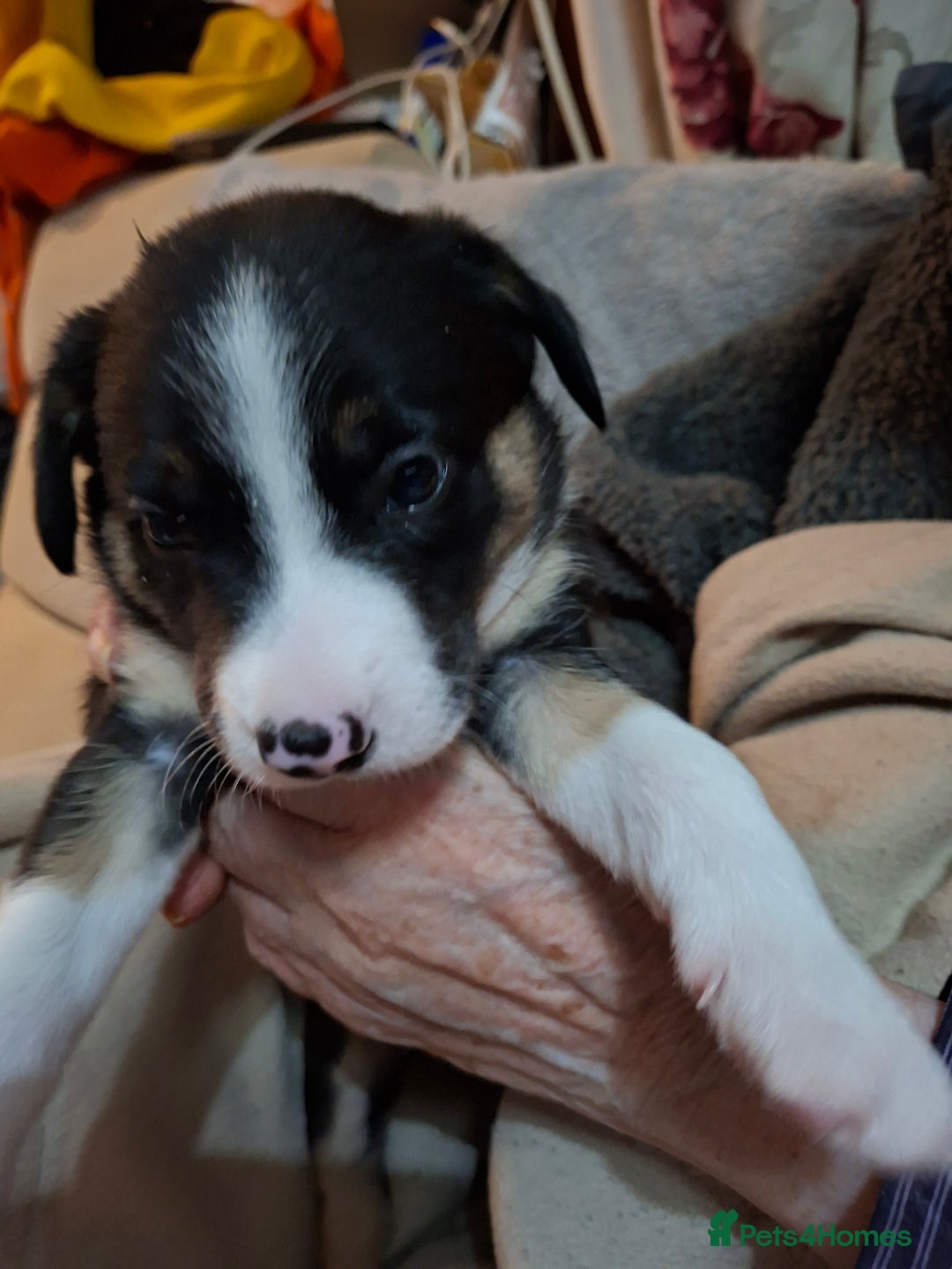 Border Collie dogs for sale: Border collies for sale - Image 1