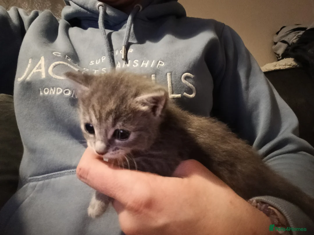 Mixed Breed cats for sale: Beautiful grey/tabby kittens - Advert 7