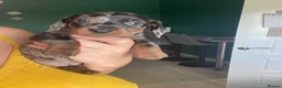 Miniature Dachshund dogs for sale: Miniature dachshunds  - Advert 3
