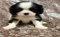 Cavalier King Charles Spaniel dogs for sale: BEAUTIFUL CAVALIER PUPPIES READY TO LEAVE! - Image 13