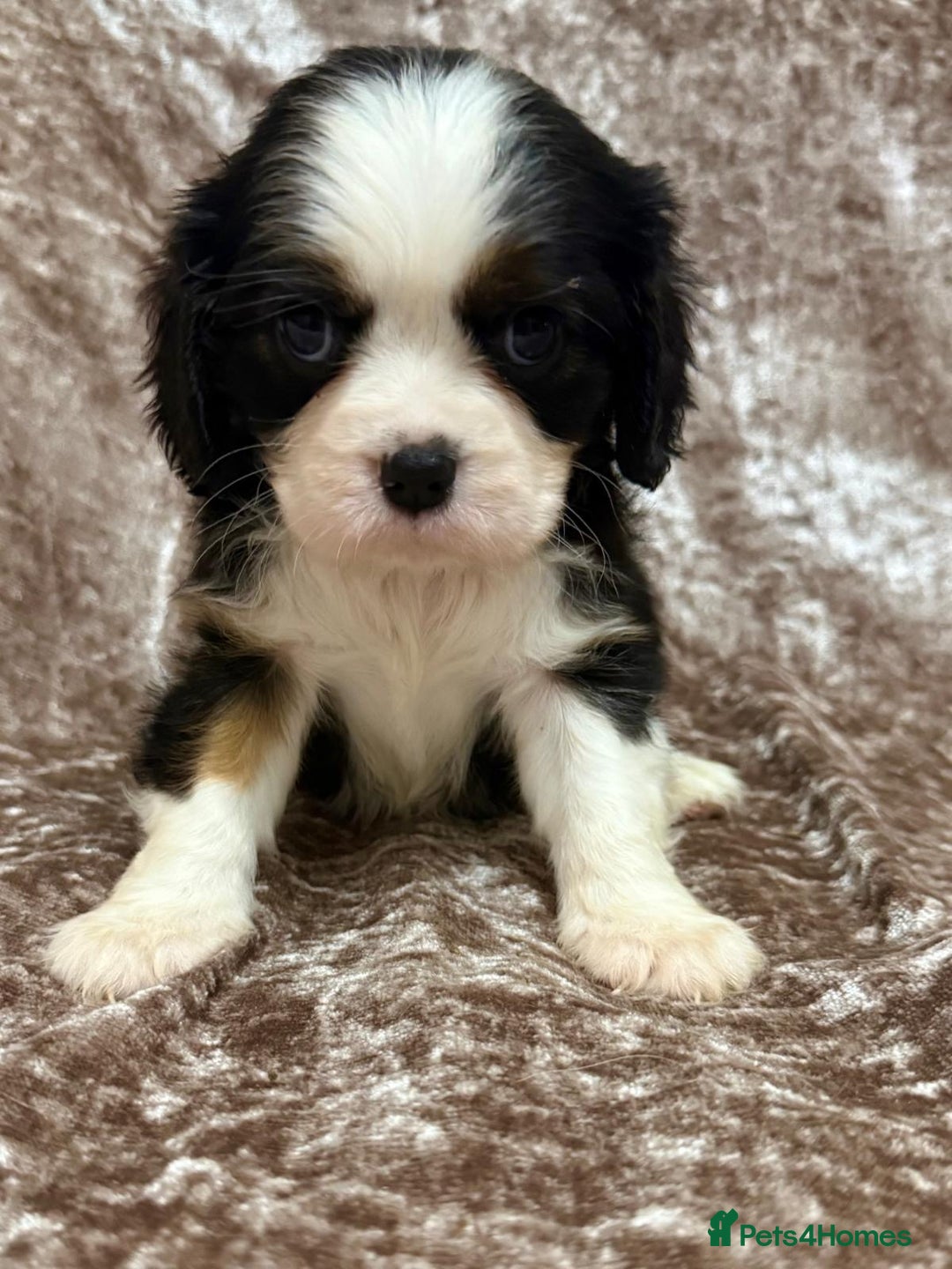 Cavalier King Charles Spaniel dogs for sale: BEAUTIFUL CAVALIER PUPPIES READY TO LEAVE! - Image 13