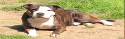 Staffordshire Bull Terrier dogs for stud: Staffordshire Bull Terrier Stud in Blandford Forum - Advert 2