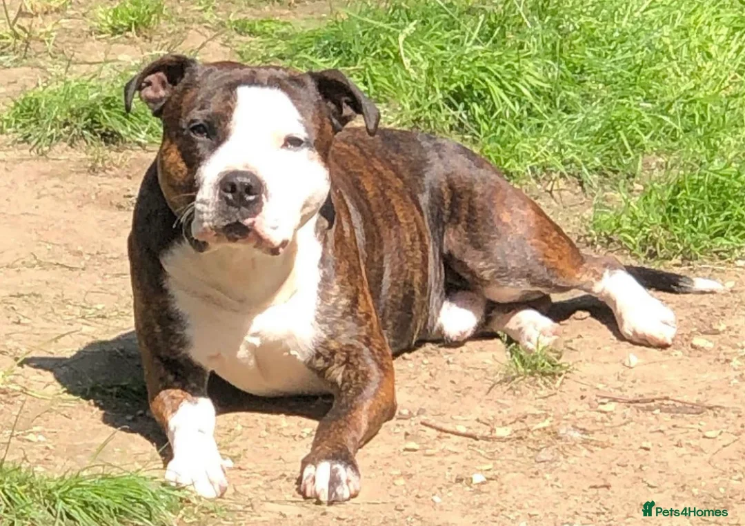 Staffordshire Bull Terrier dogs for stud: Staffordshire Bull Terrier Stud in Blandford Forum - Advert 2