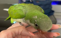 Parakeets birds for sale: 2 male Hand reared green Quaker  - Image 9