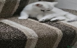 British Shorthair cats for sale: 4 British Short-hair kittens ready for new home💓 - Image 5