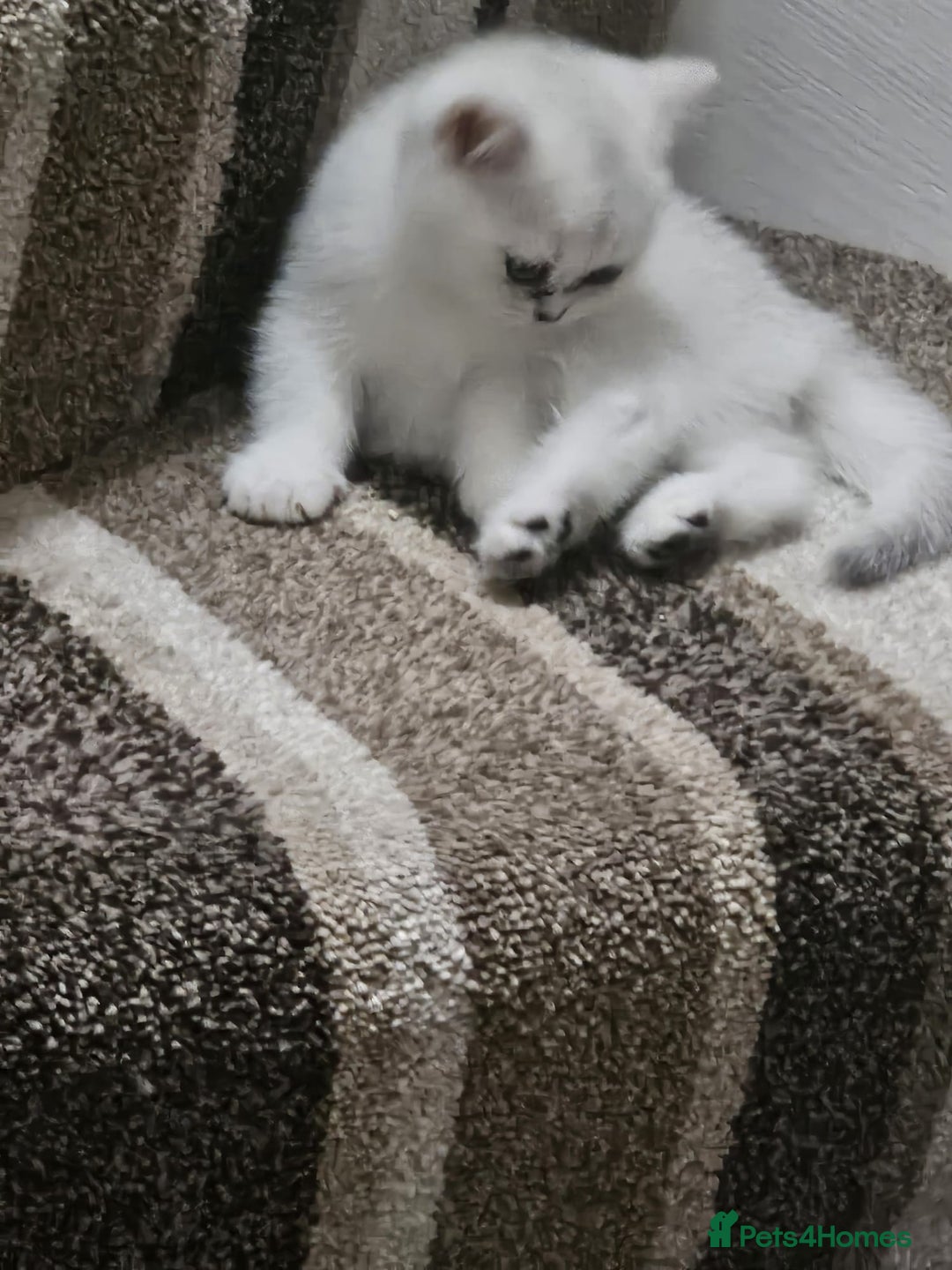 British Shorthair cats for sale: 4 British Short-hair kittens ready for new home💓 - Image 5