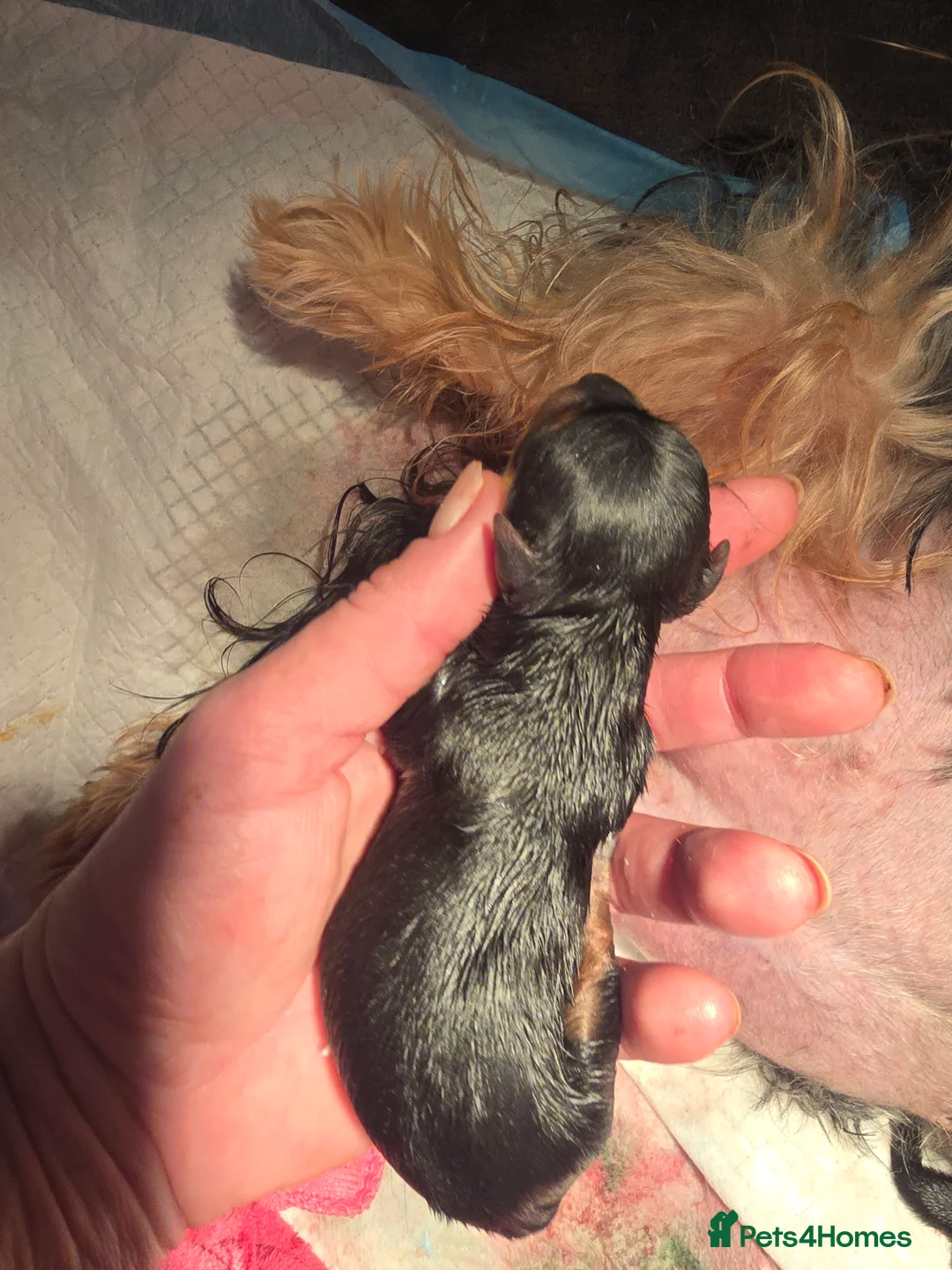 Yorkshire Terrier dogs for sale: beautiful black and tan Yorkshire terriers - Advert 4