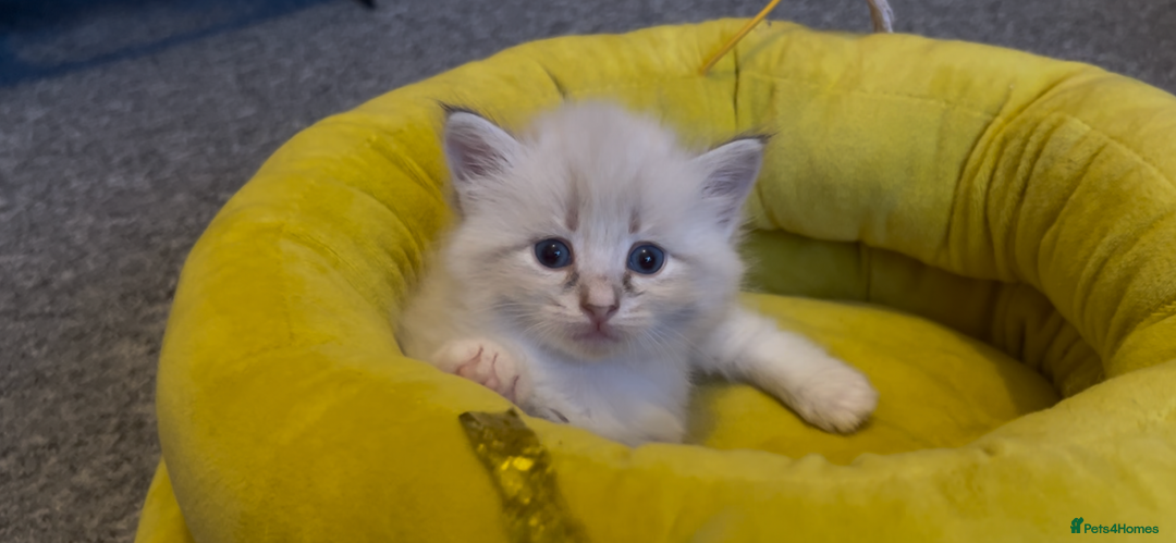 Siberian cats for sale: Gorgeous Siberian Kittens  - Image 11
