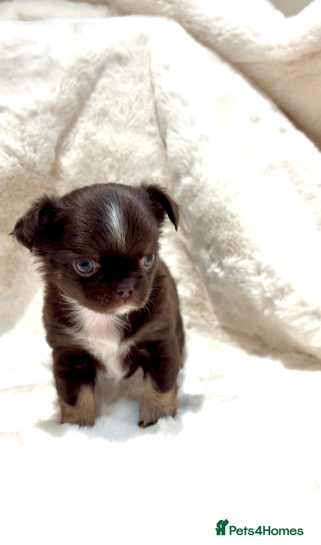 Chihuahua dogs for sale: QUALITY LONG COAT KC CHIHUAHUA PUPPIES  - Advert 25