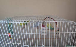 Budgerigars birds for sale: Budgerigars - Image 3