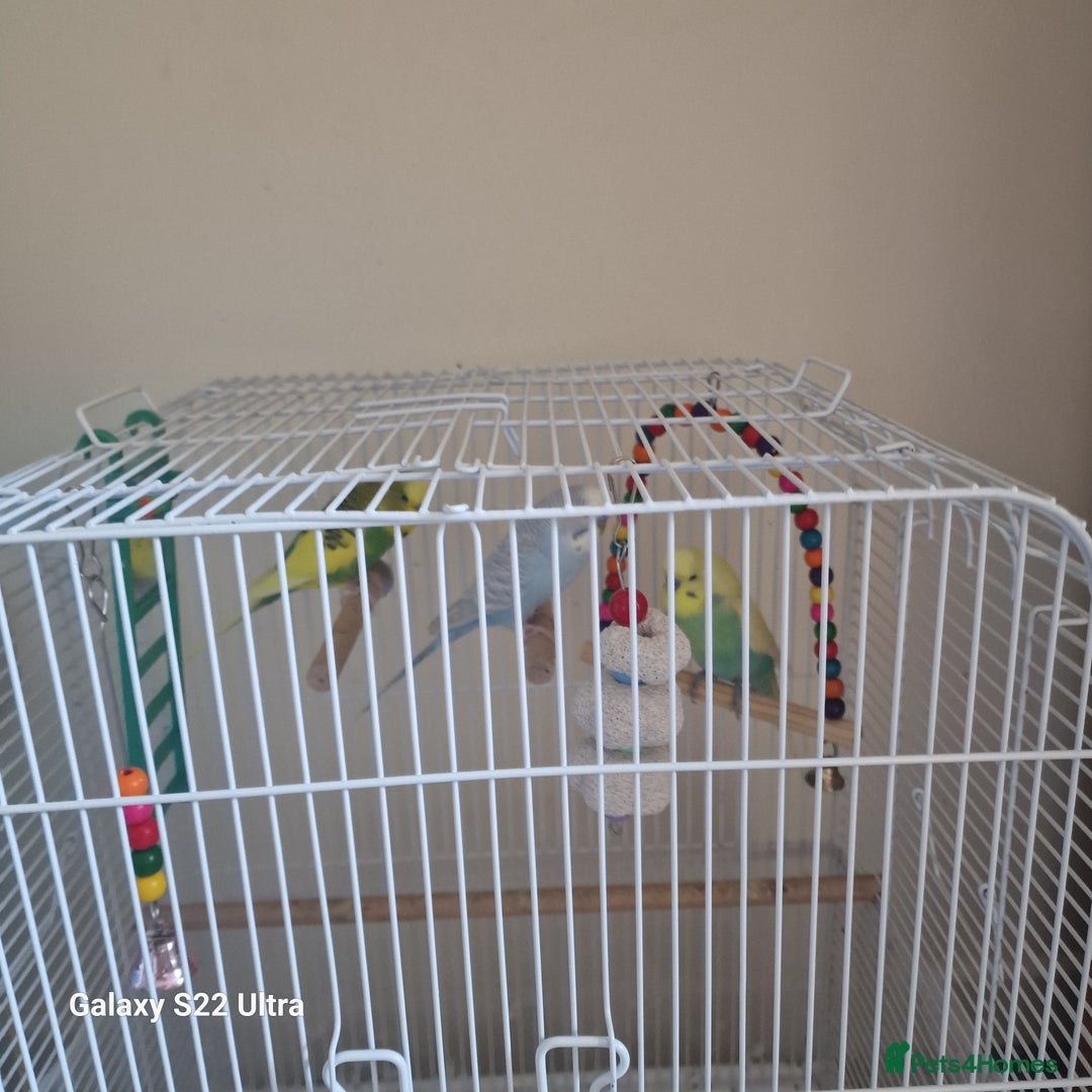 Budgerigars birds for sale: Budgerigars - Image 3
