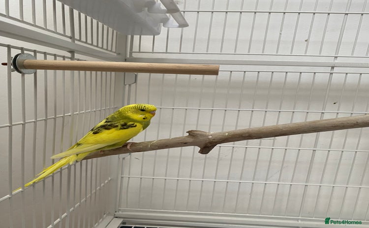 Cockatiels birds - Advert 15