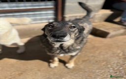 Mixed Breed dogs for adoption: Pepper is looking for a family  - Image 6