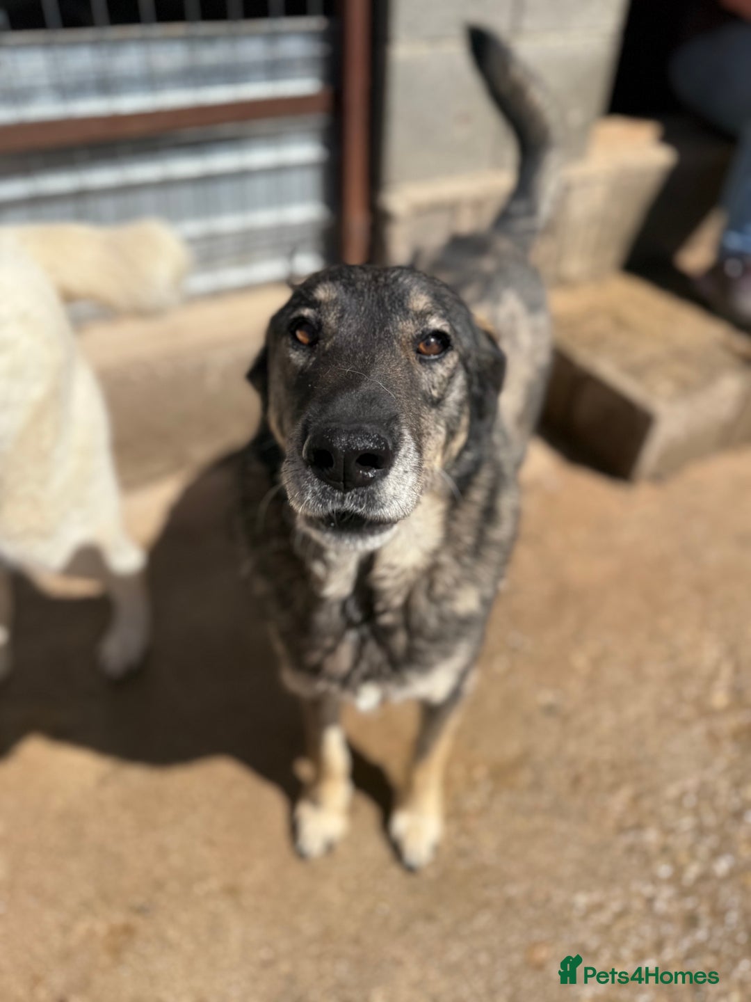 Mixed Breed dogs for adoption: Pepper is looking for a family  - Image 6