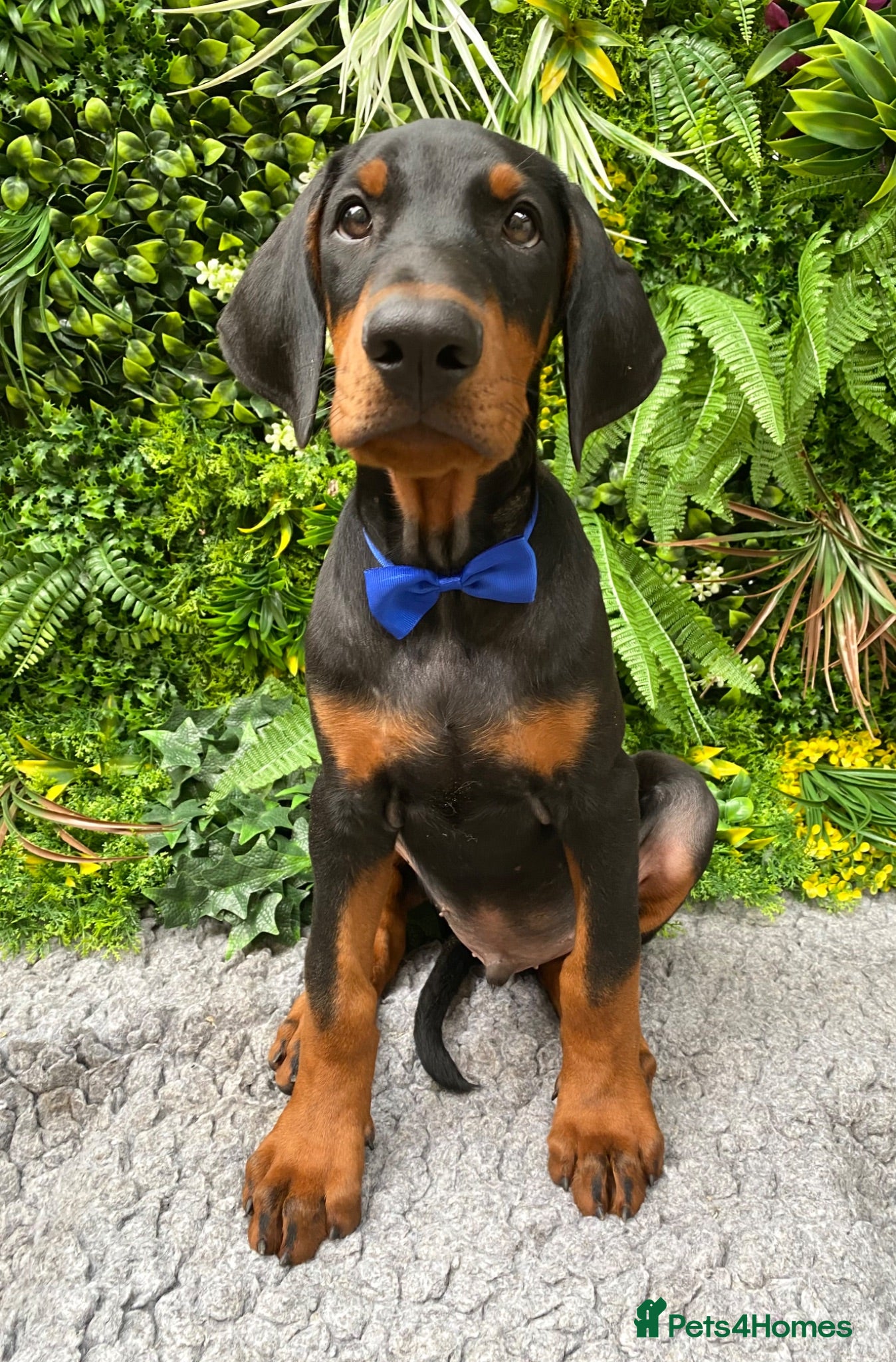 Dobermann dogs *KC REGISTERED* HEALTH TESTED DOBERMAN PUPPIES - Advert 1