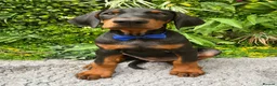 Dobermann dogs for sale: *KC REGISTERED* HEALTH TESTED DOBERMAN PUPPIES - Advert 8