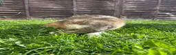 Scottish Fold cats for sale: Scottish Fold Kittens Looking for Loving Homes🏡❤️ - Advert 14