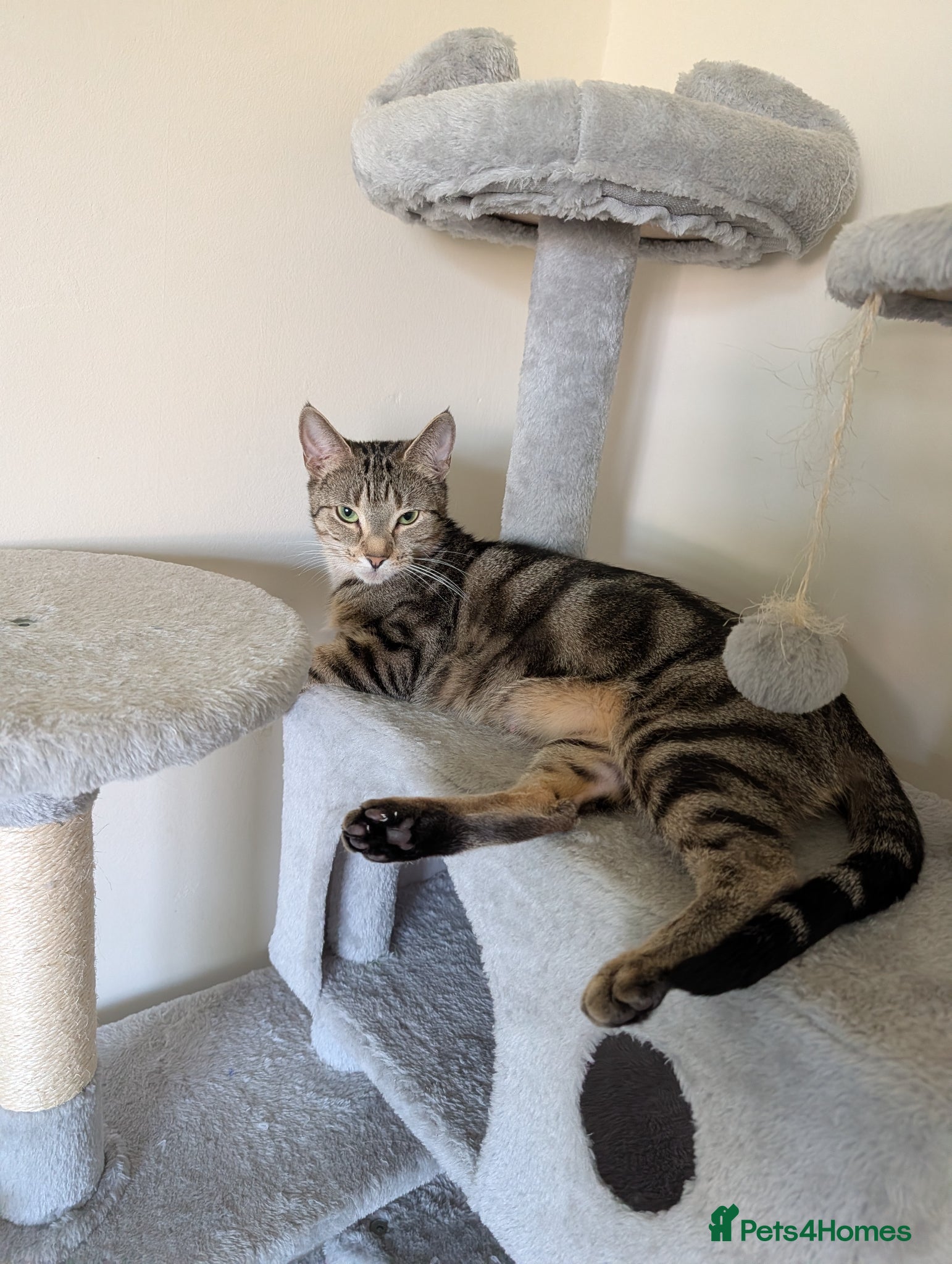 Mixed Breed cats 3 kittens for sale. - Advert 11