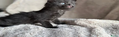 Mixed Breed 1