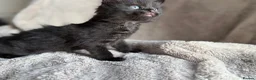 Mixed Breed cats for sale: Little ones - Advert 4