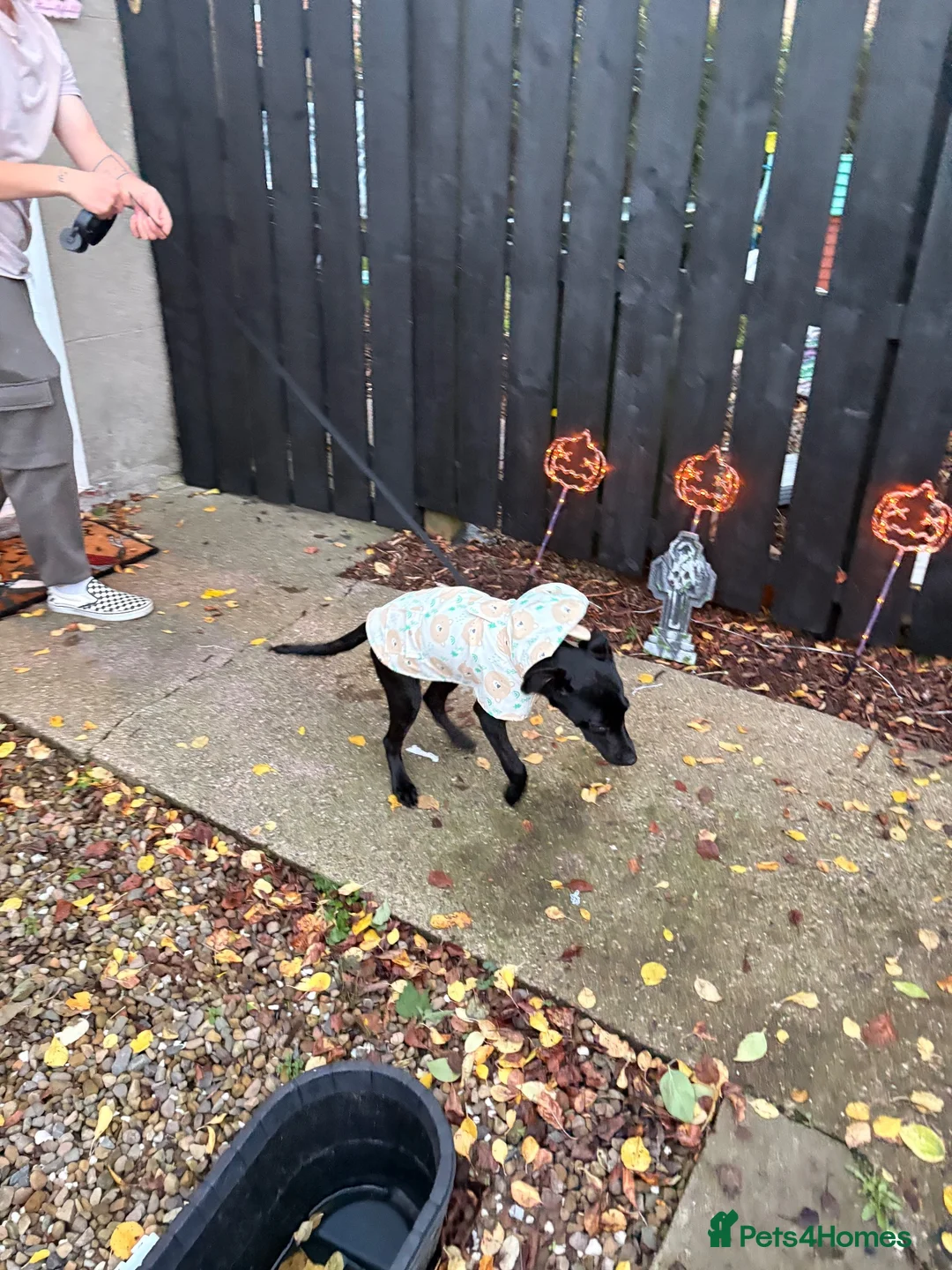 Mixed Breed dogs for sale: Gorgeous doggy in Rowlands Gill - Advert 2