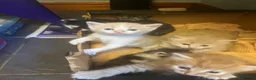 Mixed Breed cats for sale: Beautiful fluffy kittens, ready to leave now - Advert 5