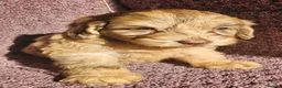 Cockapoo dogs for sale: F1 Cockerapoo puppies  - Advert 14