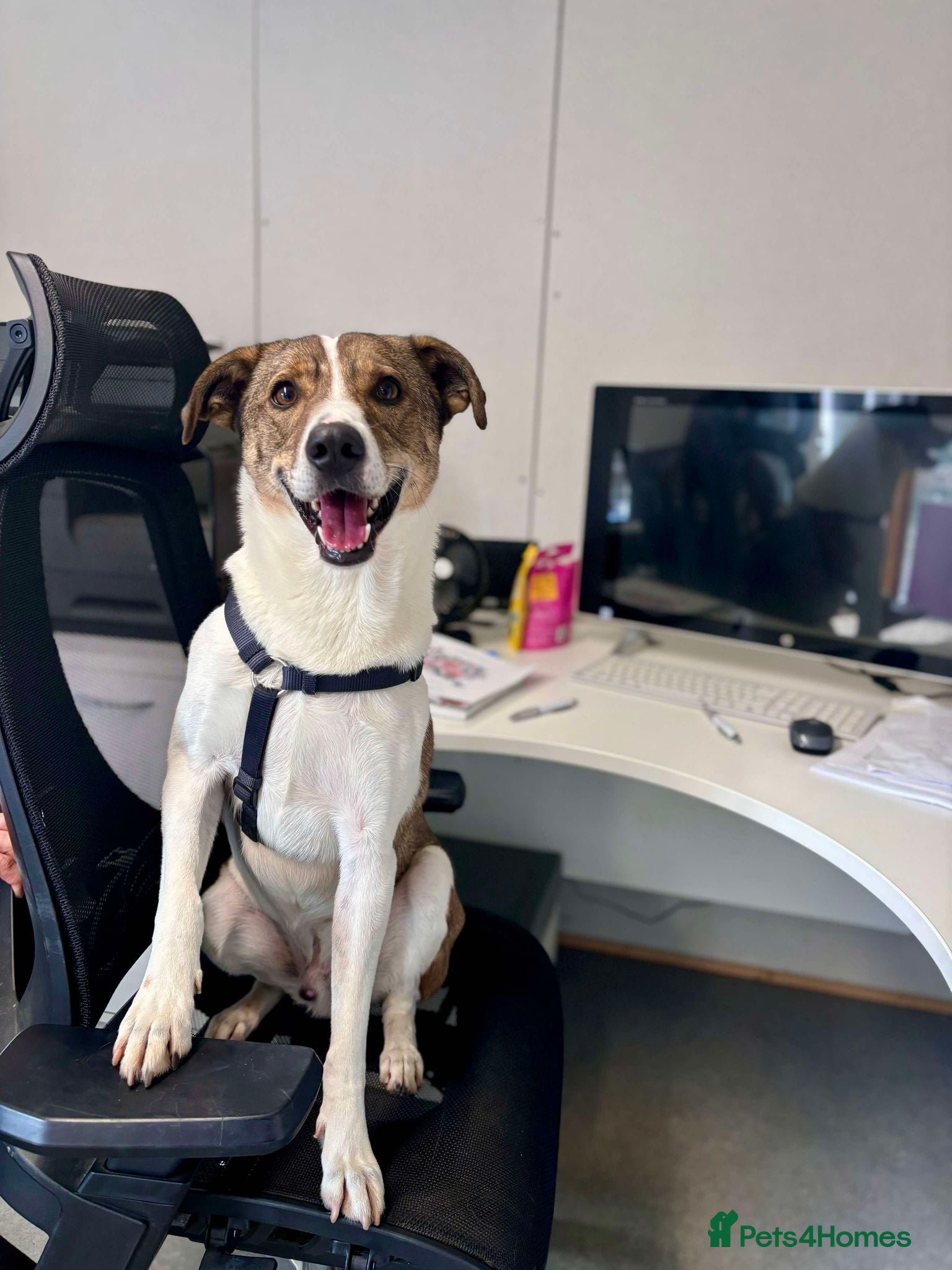 Mixed Breed dogs Overlooked Howie would love a home! in Waltham Abbey - Advert 1