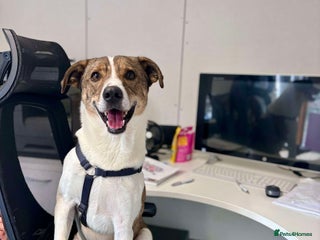 Mixed Breed dogs Overlooked Howie would love a home! in Waltham Abbey - Advert 1