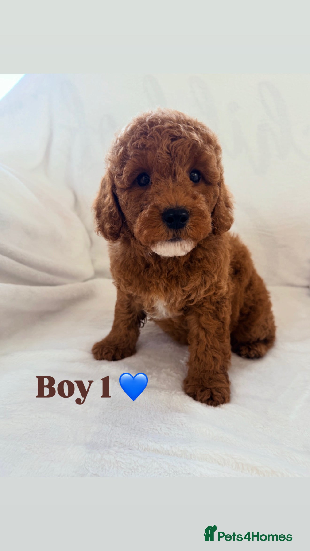 Cavapoo dogs Exceptional cavapoos 5 ⭐ licensed breeder - Advert 2
