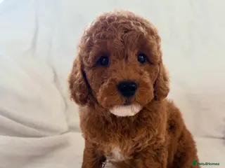 Cavapoo dogs Exceptional cavapoos 5 ⭐ licensed breeder - Advert 2
