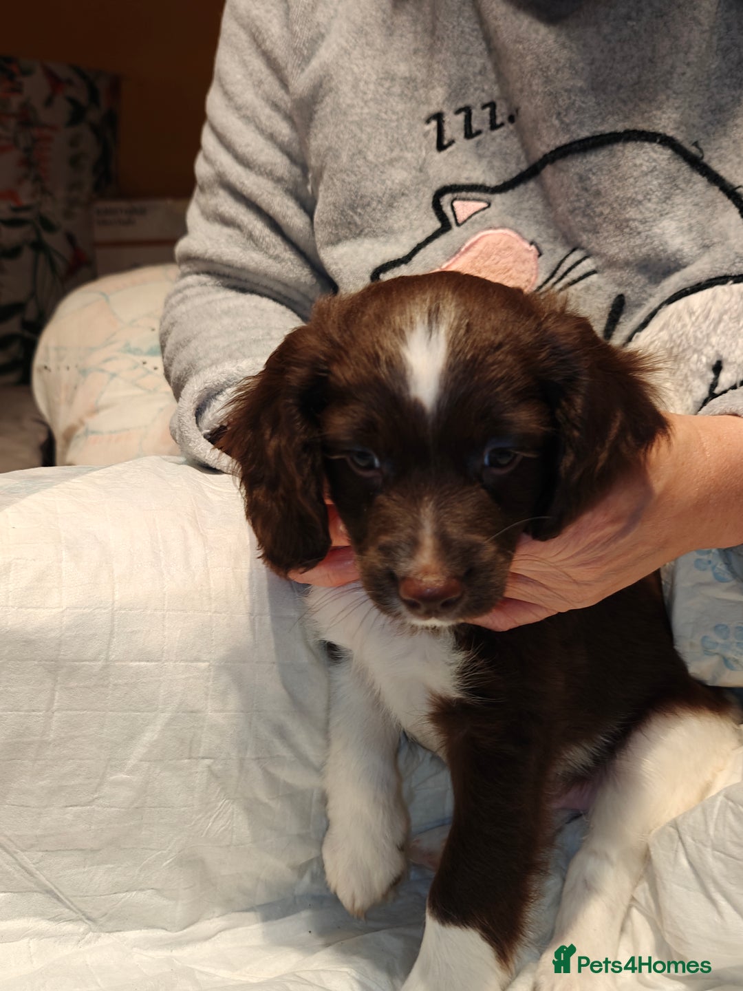 Sproodle dogs for sale: English springer spaniel& sproodle mix - Advert 4
