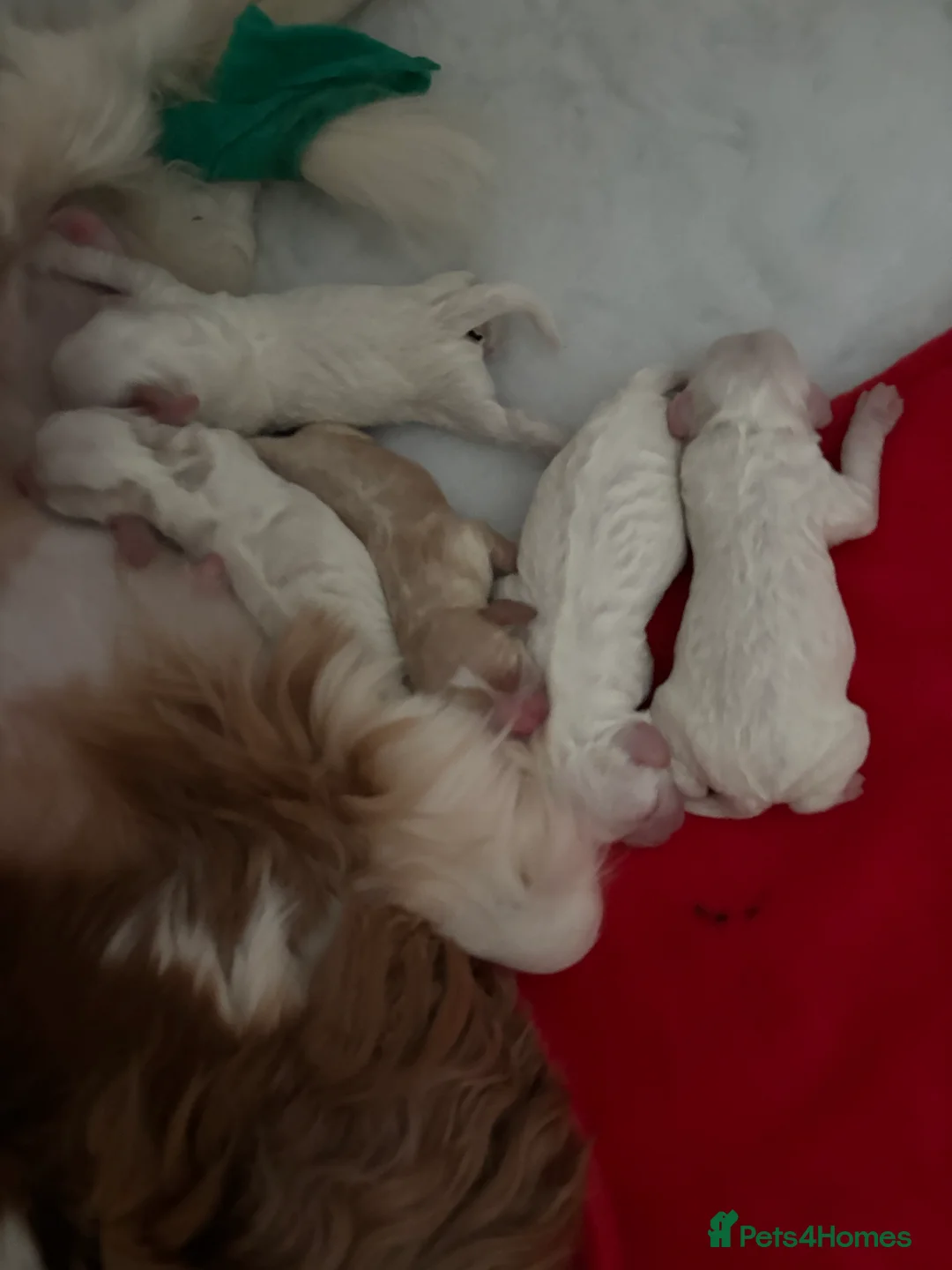 Cavapoo dogs for sale: Cavpoo - Advert 1