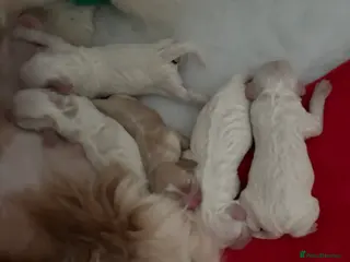 Cavapoo dogs Cavpoo - Advert 1