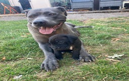 Cane Corso dogs for sale: 7 cane corso pups sliver and black  - Image 6