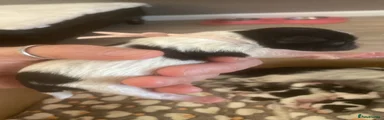Shih Tzu 4