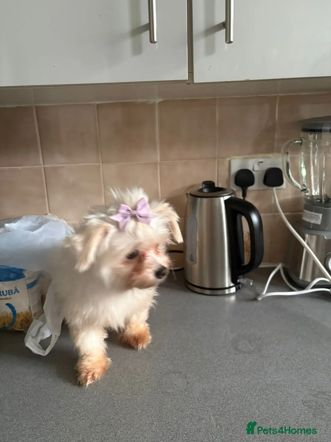 Maltese dogs for sale: Maltase 18 months female - Advert 5