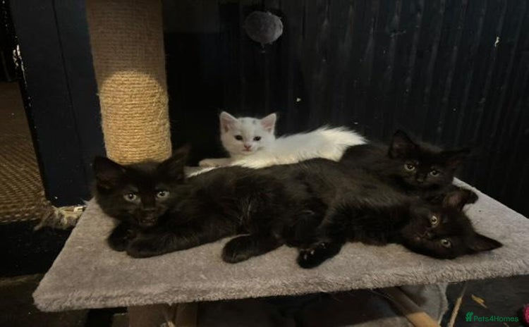 Mixed Breed cats - Advert 10