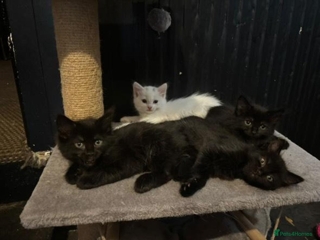 Mixed Breed cats for sale: 4 lovely kittens ready for collection ASAP - Image 1