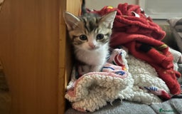 British Shorthair cats for sale: British shorthair kittens  in Nottingham - Image 19