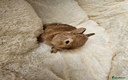 Netherland Dwarf rabbits for sale: Netherland Dwarf bunnies - Image 9