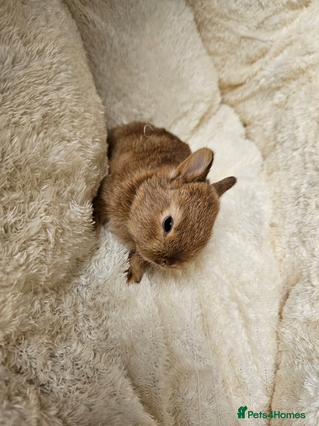 Netherland Dwarf rabbits for sale: Netherland Dwarf bunnies - Image 9