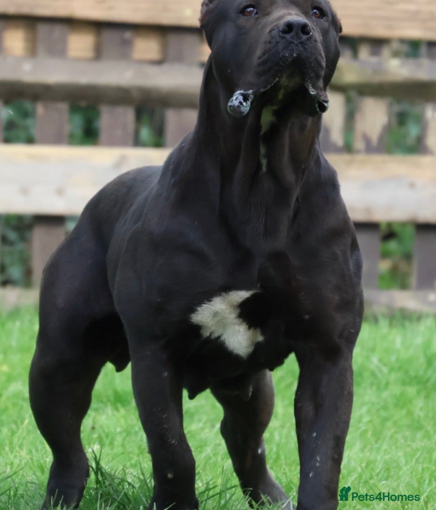 Presa Canario dogs Presa Canario puppies - Advert 4