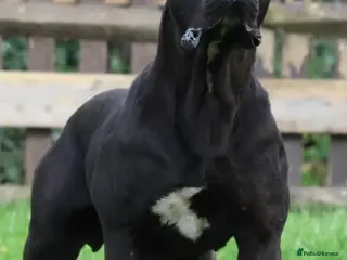 Presa Canario dogs Presa Canario puppies - Advert 4