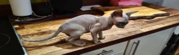 Sphynx cats for sale: *LAST ONE* Gorgeous Sphynx Girl - 12 Weeks Old - Advert 8